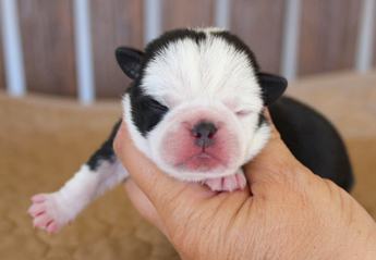 Black Tri Panda