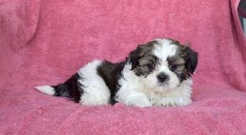 Charlie