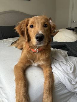 Chief