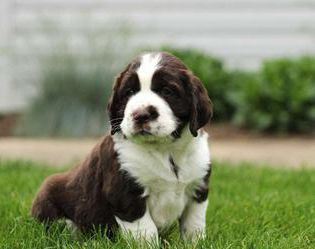 Chuck