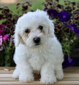 Cooper
