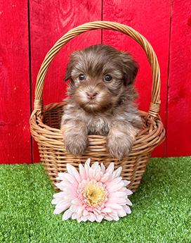 Daisy