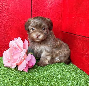 Daisy