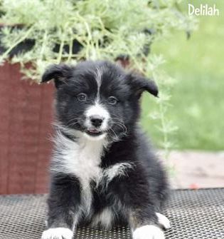 Delilah