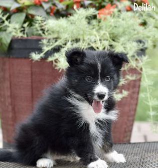 Delilah