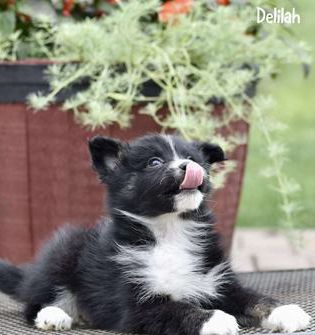 Delilah