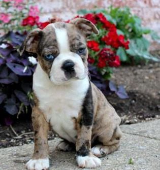 Dodger
