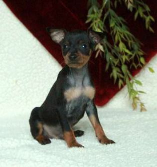 Duke