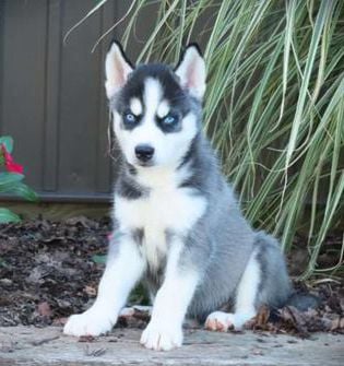 Duke