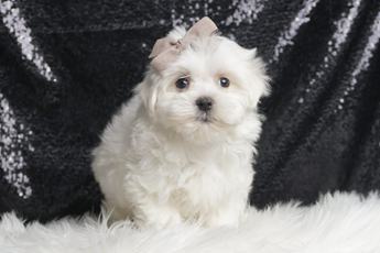 Dumpling