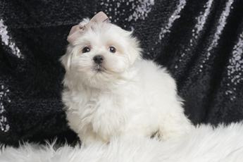 Dumpling