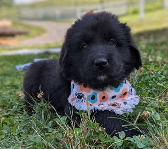 Echo