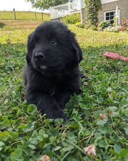 Echo