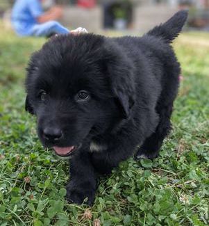 Echo