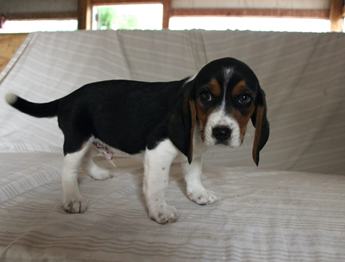 Eli