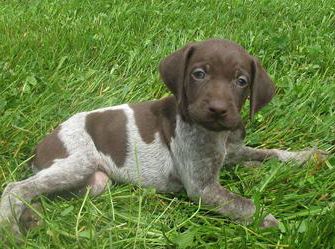 Ellie