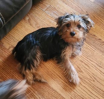 Eloise