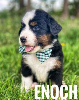 Enoch