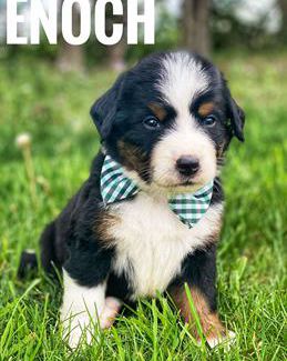 Enoch