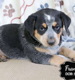 Francie