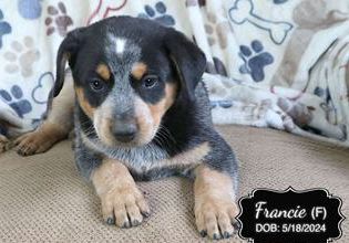 Francie