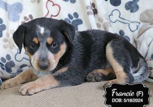 Francie