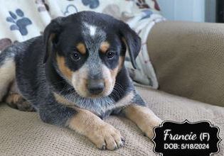 Francie