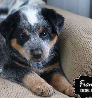 Franky