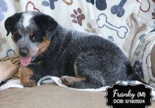 Franky