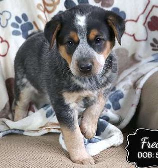Freda