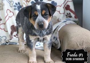 Freda