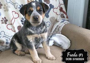Freda