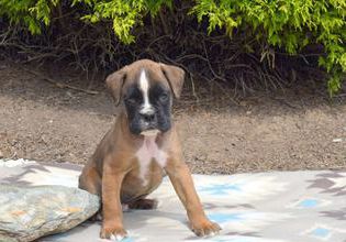 Gaston
