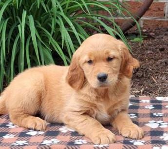 Harper