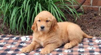 Harper