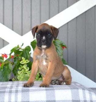 Harper