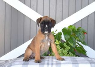 Harper