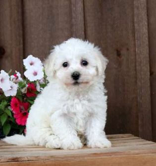 Holly