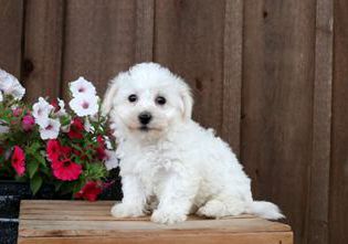 Holly