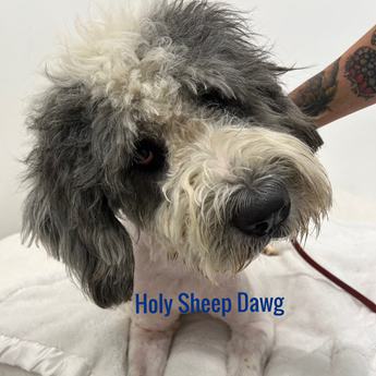 Holy Sheep Dog - Puppy Area