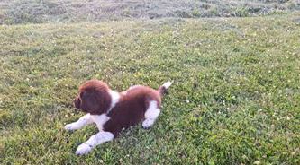 Jack