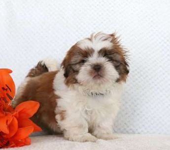 Kenny