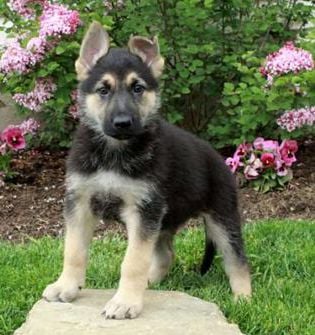 Luca