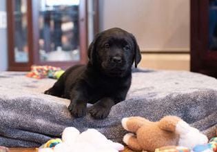 Maggie