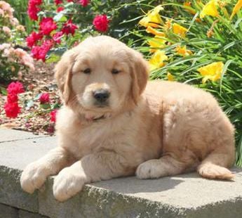 Marley
