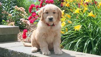 Marley