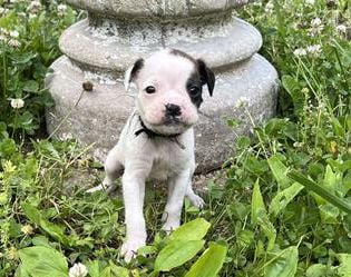 Marti