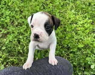 Marti