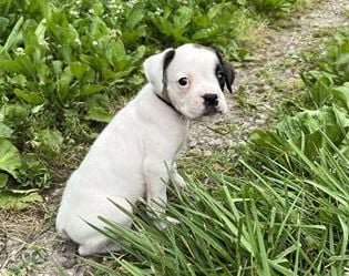 Marti