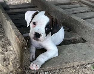 Marti